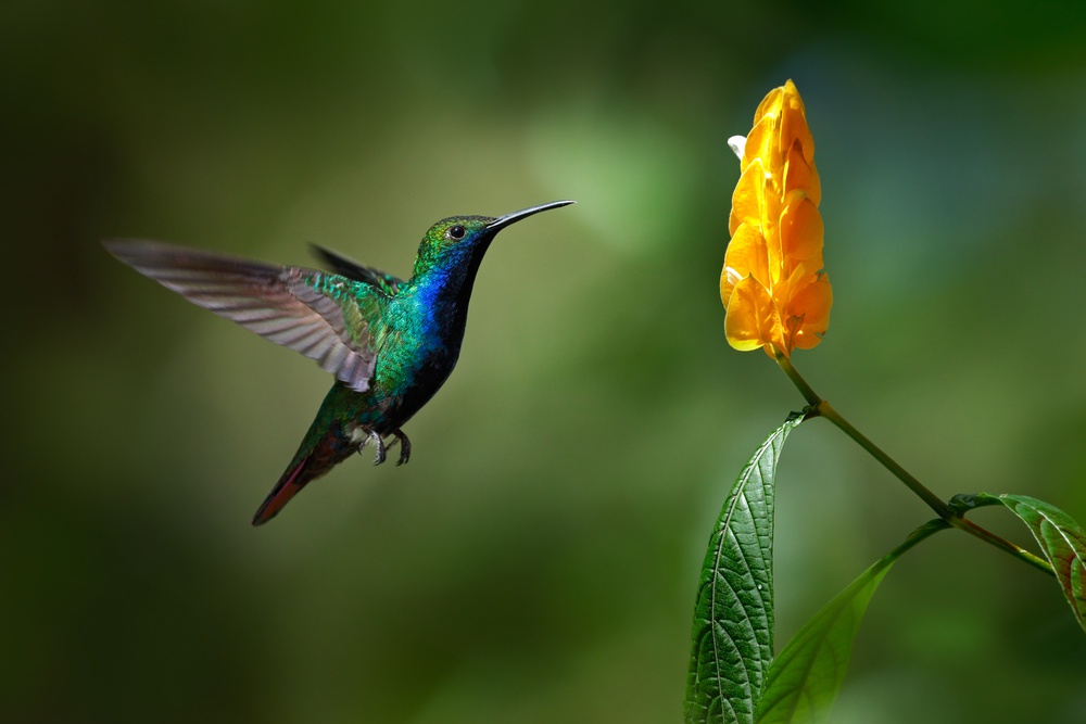 Colibri1